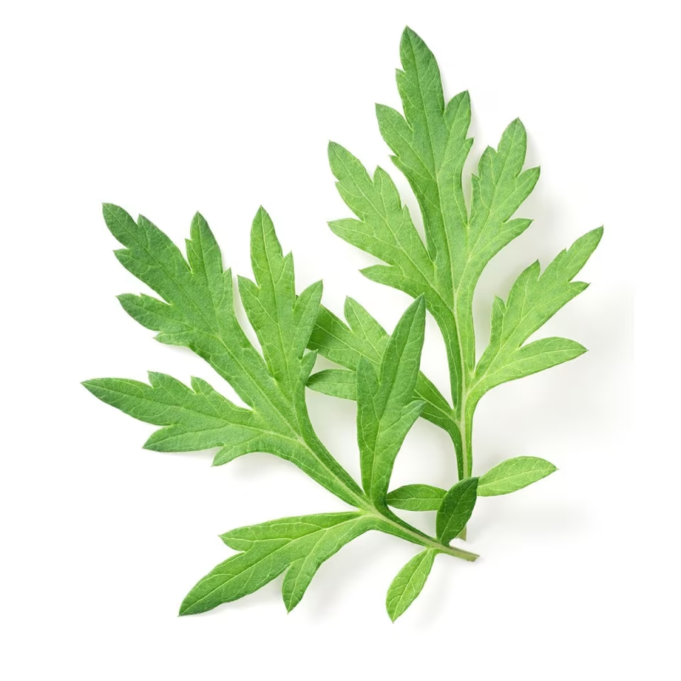 Japanese Mugwort