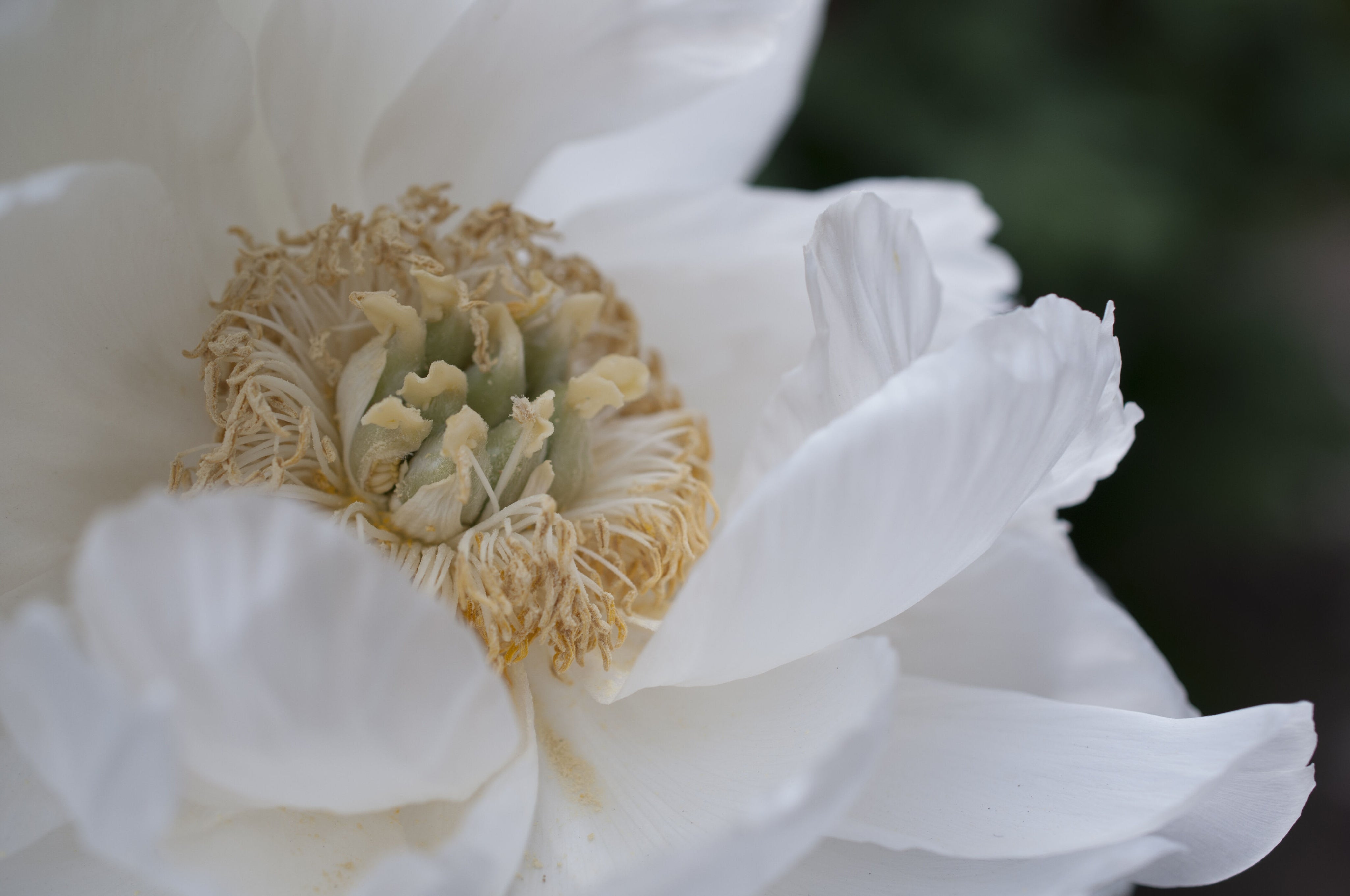 Silk-Peony-Marketing-Slot-750x500_1.jpg