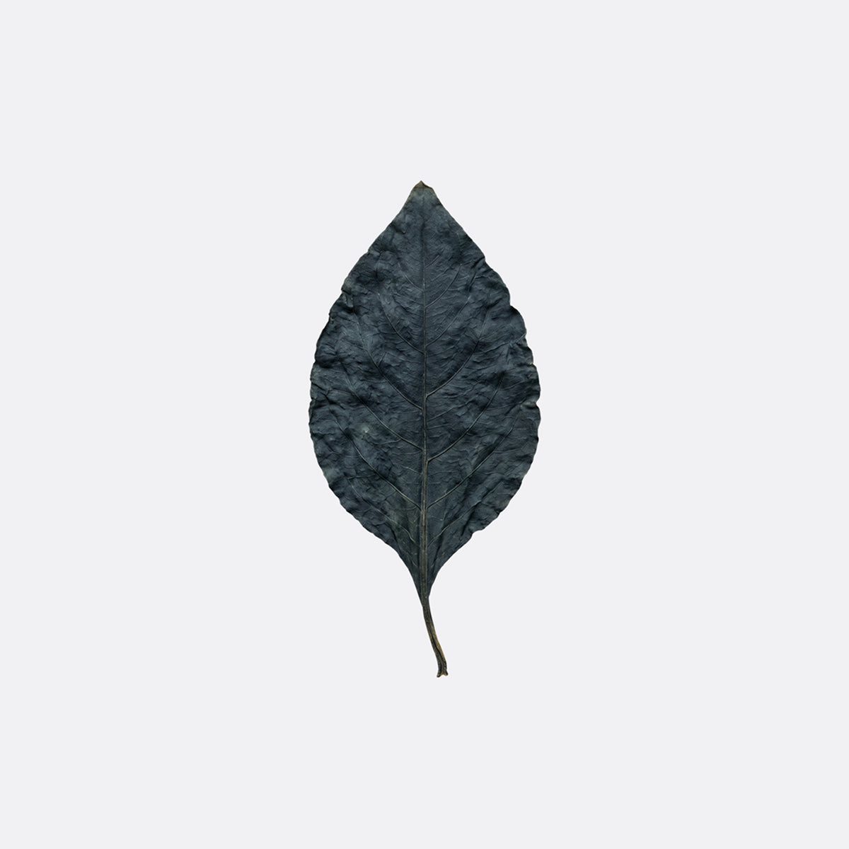 Japanese Indigo
