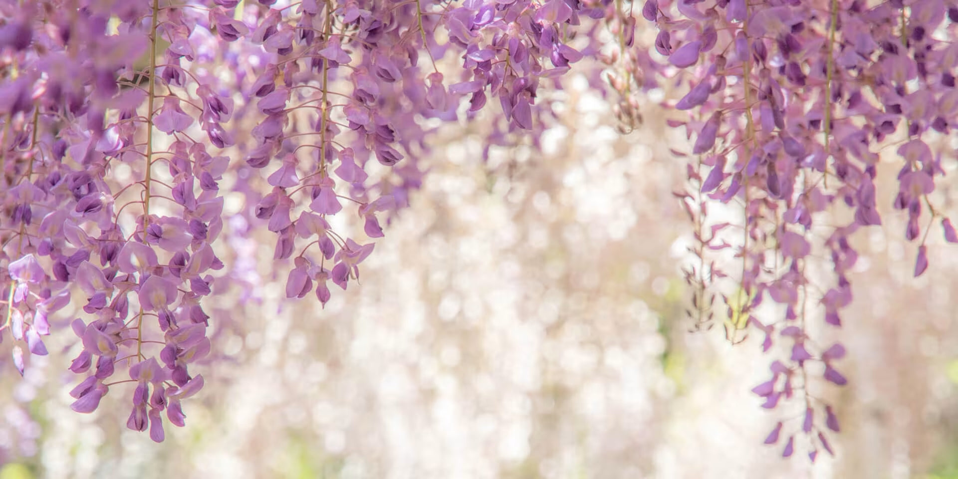 1920x960-wisteria.jpg