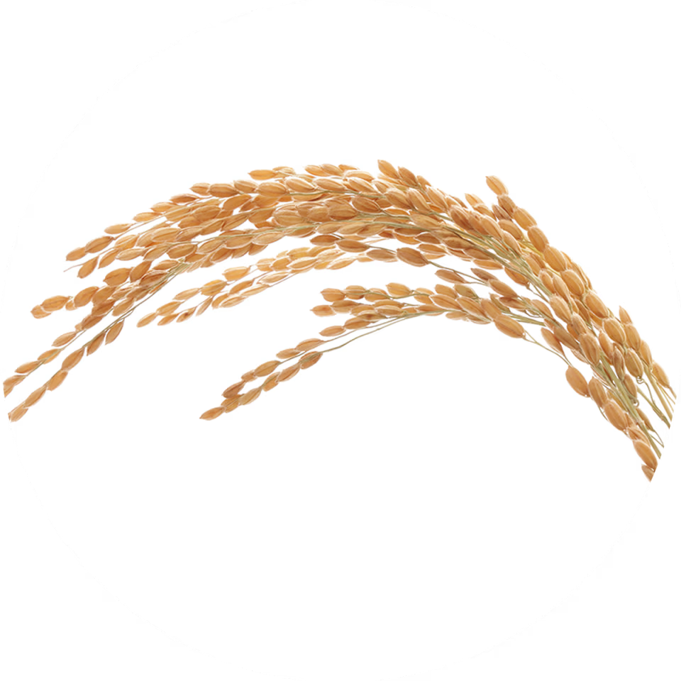 Japanese Rice Powder