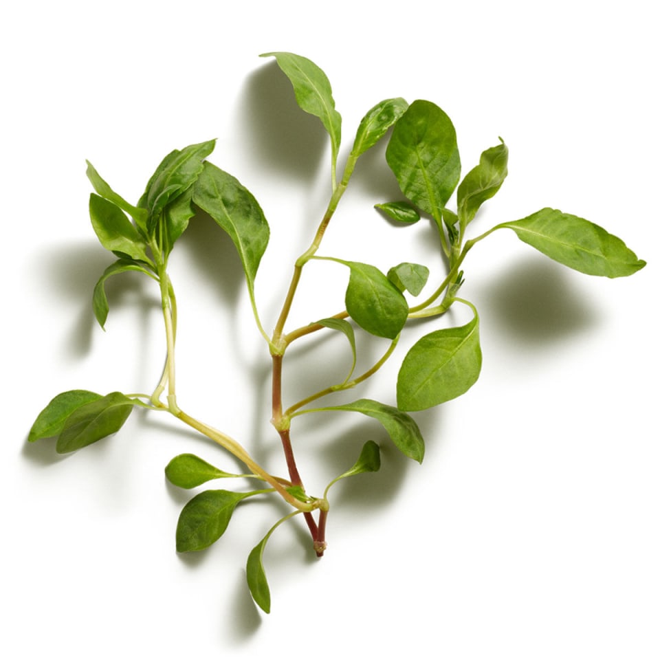 Japanese Indigo Extract