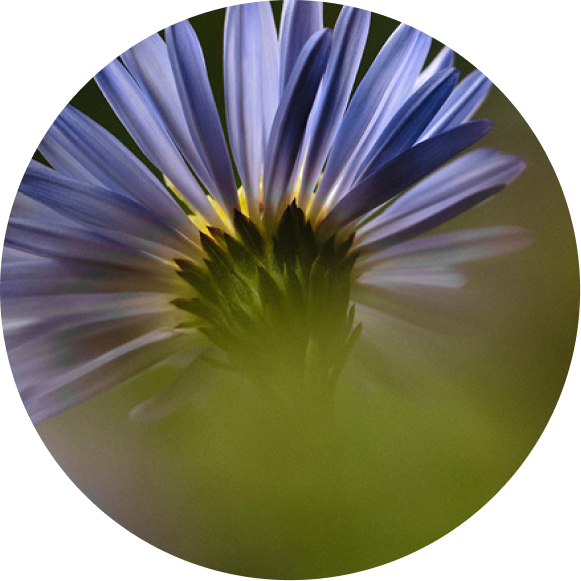 Prebiotic Inulin