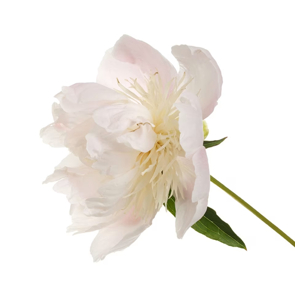 Japanese White Peony
