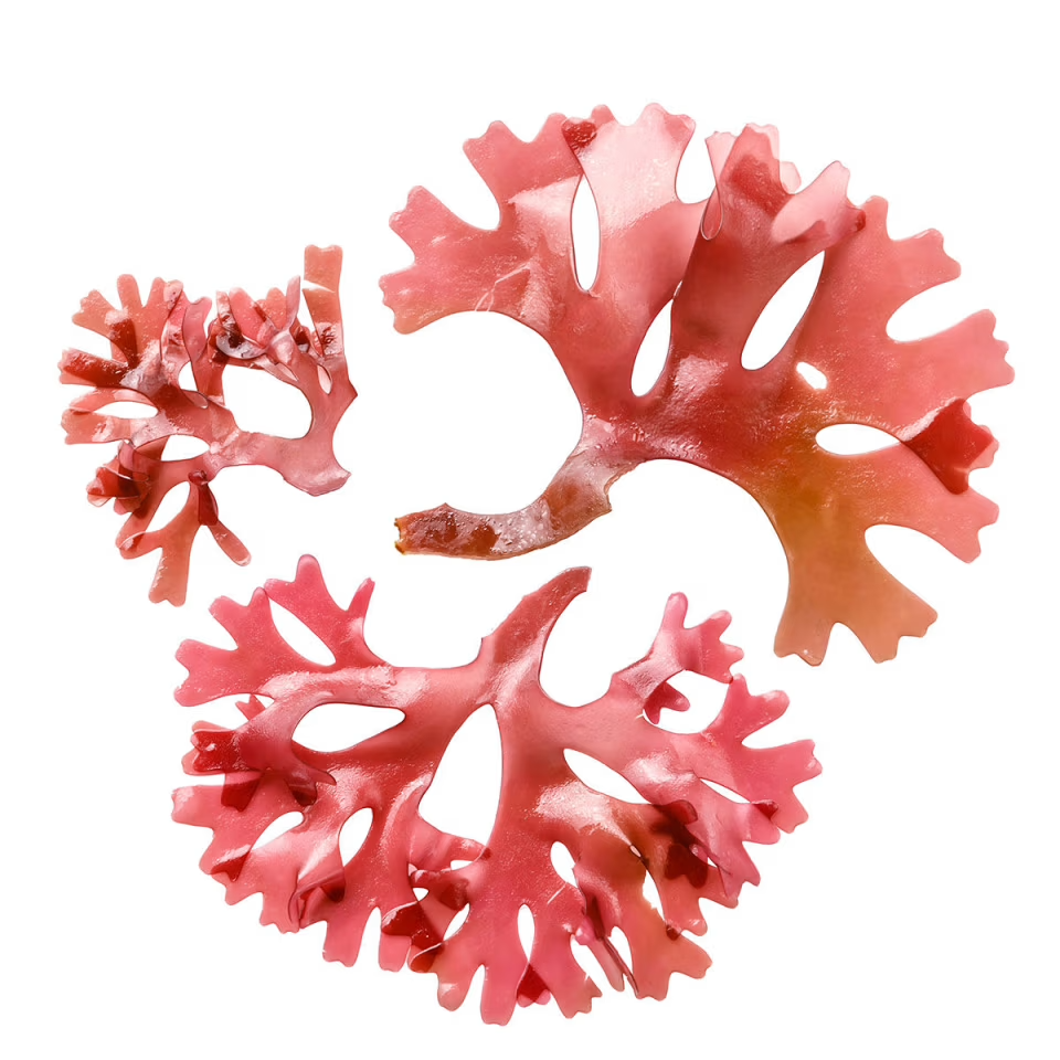 Hyaluronic Acid + Red Algae + Hadasei-3