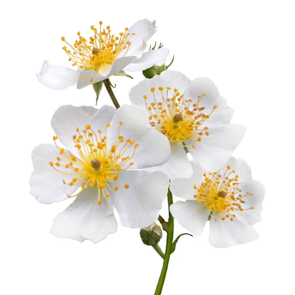 Wild Rose